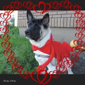 Meet your Posher, Denver